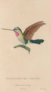 Histoire naturelle des oiseaux-mouches Pl02 - René Primevère Lesson — artwork view
