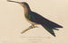 Histoire naturelle des oiseaux-mouches Pl03 - René Primevère Lesson — artwork view