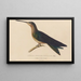 Histoire naturelle des oiseaux-mouches Pl03 - René Primevère Lesson — framed artwork on a wall