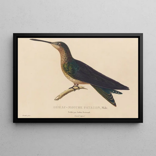 Histoire naturelle des oiseaux-mouches Pl03 - René Primevère Lesson — framed artwork on a wall