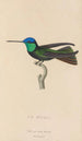 Histoire naturelle des oiseaux-mouches Pl04 - René Primevère Lesson — artwork view