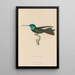 Histoire naturelle des oiseaux-mouches Pl04 - René Primevère Lesson — framed artwork on a wall