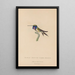 Histoire naturelle des oiseaux-mouches Pl05 - René Primevère Lesson — framed artwork on a wall