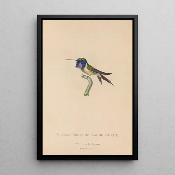 Histoire naturelle des oiseaux-mouches Pl05 - René Primevère Lesson — framed artwork on a wall