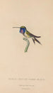 Histoire naturelle des oiseaux-mouches Pl05 - René Primevère Lesson — artwork view