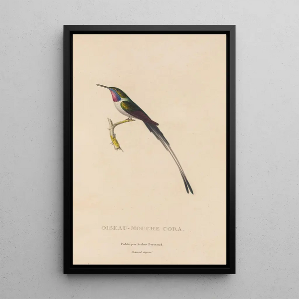 Histoire naturelle des oiseaux-mouches Pl06 - René Primevère Lesson — framed artwork on a wall