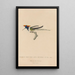 Histoire naturelle des oiseaux-mouches Pl07 - René Primevère Lesson — framed artwork on a wall