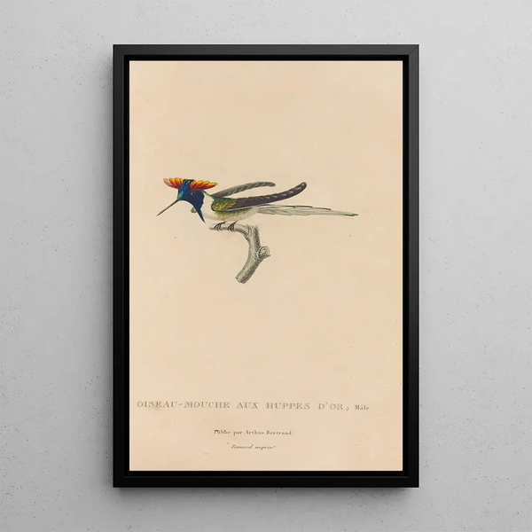 Histoire naturelle des oiseaux-mouches Pl07 - René Primevère Lesson — framed artwork on a wall