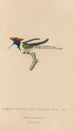 Histoire naturelle des oiseaux-mouches Pl07 - René Primevère Lesson — artwork view