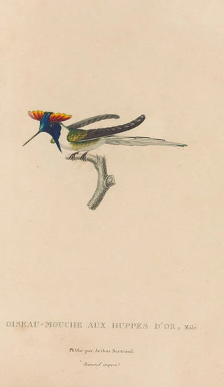 RenPrimevre Lesson - Histoire naturelle des oiseauxmouches Pl07.webp