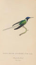 Histoire naturelle des oiseaux-mouches Pl08 - René Primevère Lesson — artwork view