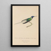 Histoire naturelle des oiseaux-mouches Pl08 - René Primevère Lesson — framed artwork on a wall