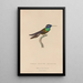 Histoire naturelle des oiseaux-mouches Pl09 - René Primevère Lesson — framed artwork on a wall