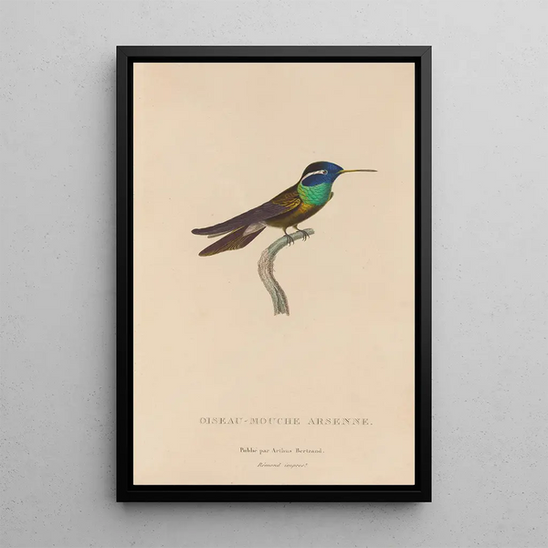 Histoire naturelle des oiseaux-mouches Pl09 - René Primevère Lesson — framed artwork on a wall
