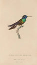 Histoire naturelle des oiseaux-mouches Pl09 - René Primevère Lesson — artwork view