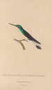 Histoire naturelle des oiseaux-mouches Pl10 - René Primevère Lesson — artwork view