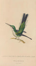 Histoire naturelle des oiseaux-mouches Pl11 - René Primevère Lesson — artwork view