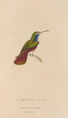 Histoire naturelle des oiseaux-mouches Pl12 - René Primevère Lesson — artwork view