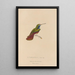 Histoire naturelle des oiseaux-mouches Pl12 - René Primevère Lesson — framed artwork on a wall