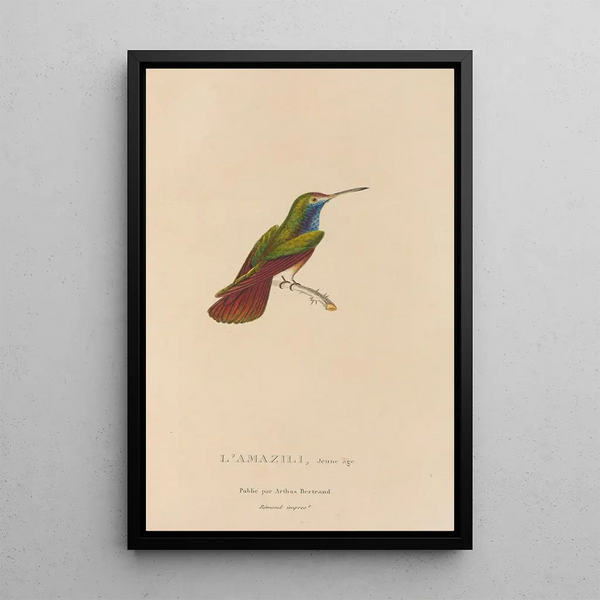 Histoire naturelle des oiseaux-mouches Pl12 - René Primevère Lesson — framed artwork on a wall