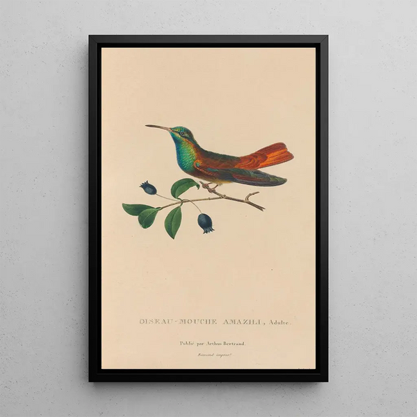 Histoire naturelle des oiseaux-mouches Pl13 - René Primevère Lesson — framed artwork on a wall