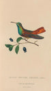 Histoire naturelle des oiseaux-mouches Pl13 - René Primevère Lesson — artwork view
