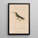 Histoire naturelle des oiseaux-mouches Pl14 - René Primevère Lesson — framed artwork on a wall