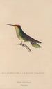 Histoire naturelle des oiseaux-mouches Pl14 - René Primevère Lesson — artwork view