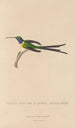 Natural history of hummingbirds Pl15 - René Primevère Lesson — artwork view