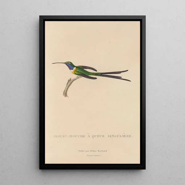 Natural history of hummingbirds Pl15 - René Primevère Lesson — framed artwork on a wall