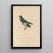 Histoire naturelle des oiseaux-mouches Pl16 - René Primevère Lesson — framed artwork on a wall