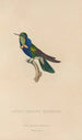 Histoire naturelle des oiseaux-mouches Pl16 - René Primevère Lesson — artwork view