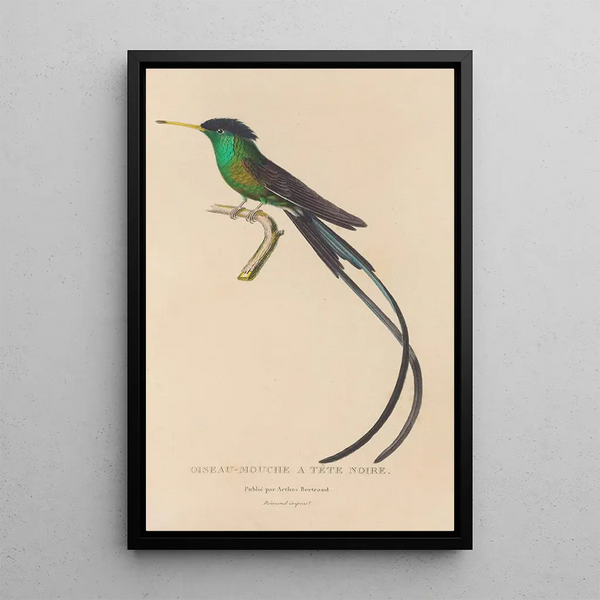 Histoire naturelle des oiseaux-mouches Pl17 - René Primevère Lesson — framed artwork on a wall