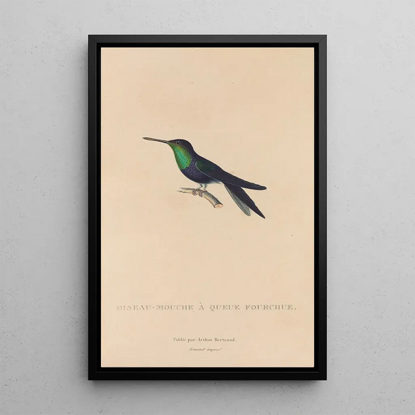 Histoire naturelle des oiseaux-mouches Pl18 - René Primevère Lesson — framed artwork on a wall