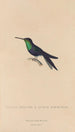 Histoire naturelle des oiseaux-mouches Pl18 - René Primevère Lesson — artwork view