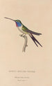 Natural History of Hummingbirds Pl19 - René Primevère Lesson — artwork view