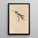 Natural History of Hummingbirds Pl19 - René Primevère Lesson — framed artwork on a wall