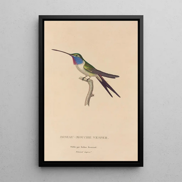 Natural History of Hummingbirds Pl19 - René Primevère Lesson — framed artwork on a wall