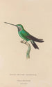 Histoire naturelle des oiseaux-mouches Pl20 - René Primevère Lesson — artwork view