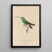 Histoire naturelle des oiseaux-mouches Pl20 - René Primevère Lesson — framed artwork on a wall