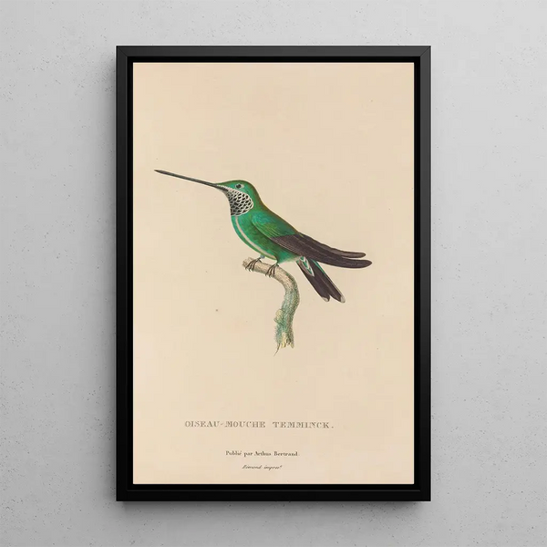 Histoire naturelle des oiseaux-mouches Pl20 - René Primevère Lesson — framed artwork on a wall