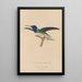 Histoire naturelle des oiseaux-mouches Pl21 - René Primevère Lesson — framed artwork on a wall