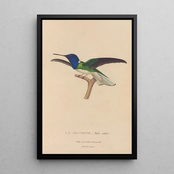 Histoire naturelle des oiseaux-mouches Pl21 - René Primevère Lesson — framed artwork on a wall