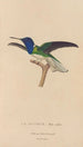 Histoire naturelle des oiseaux-mouches Pl21 - René Primevère Lesson — artwork view