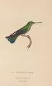 Natural History of Hummingbirds Pl22 - René Primevère Lesson — artwork view