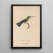Natural History of Hummingbirds Pl22 - René Primevère Lesson — framed artwork on a wall