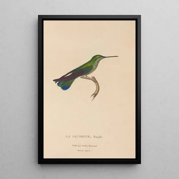 Natural History of Hummingbirds Pl22 - René Primevère Lesson — framed artwork on a wall