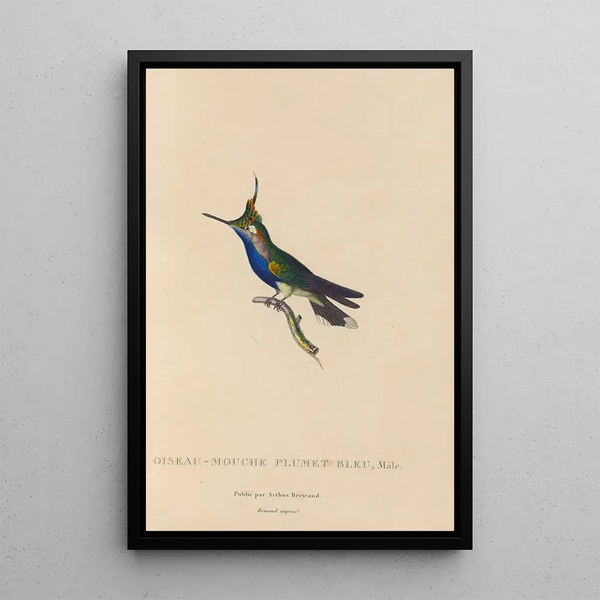 Histoire naturelle des oiseaux-mouches Pl23 - René Primevère Lesson — framed artwork on a wall