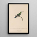 Histoire naturelle des oiseaux-mouches Pl24 - René Primevère Lesson — framed artwork on a wall