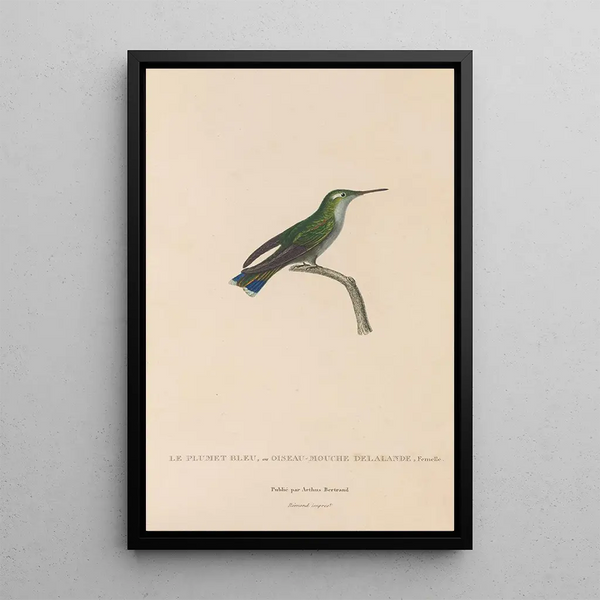 Histoire naturelle des oiseaux-mouches Pl24 - René Primevère Lesson — framed artwork on a wall